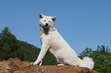 AKITA INU 490